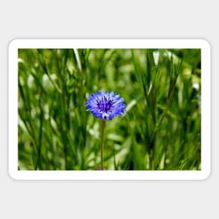Blue Cornflower Sticker